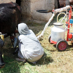 ASGP-Afghan-Women-Milk-their-Money_thumb