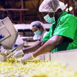 Two food factory employees at work