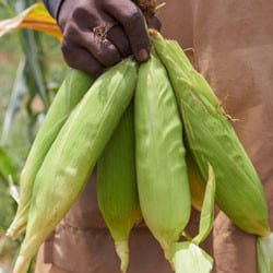 A farmer holds several ears of maize.