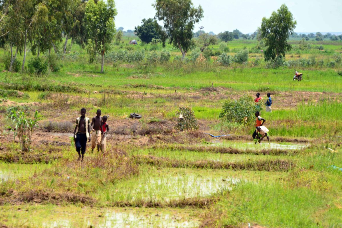 arroz wacot áfrica