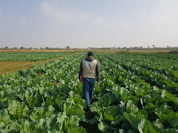 Field-4