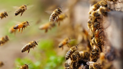 Bees_Home
